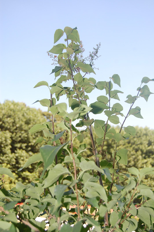 Lilas à fleurs de jacinthe 'Esther beauty'