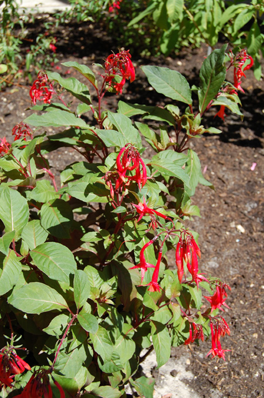 Fuchsia 'Insulinde'