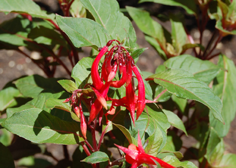 Fuchsia 'Insulinde'