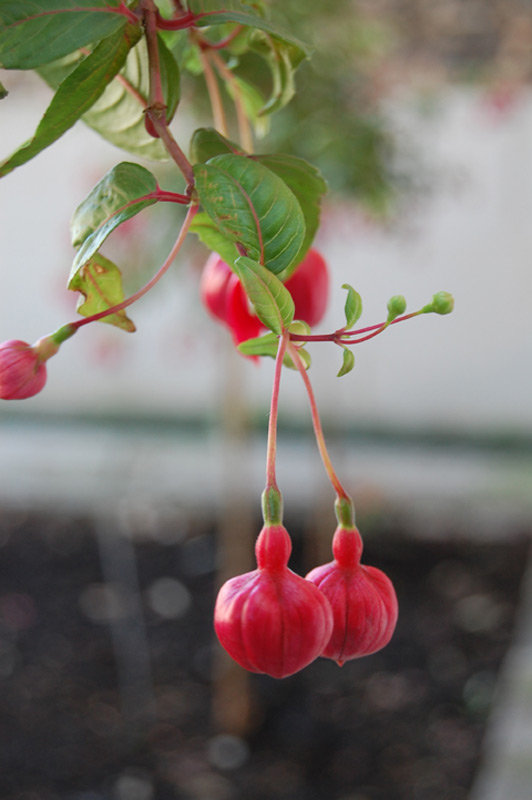 Fuchsia 'Oiseau bleu'