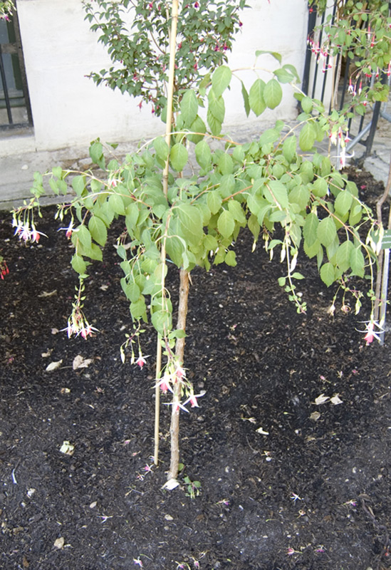 Fuchsia 'Porte Océane'