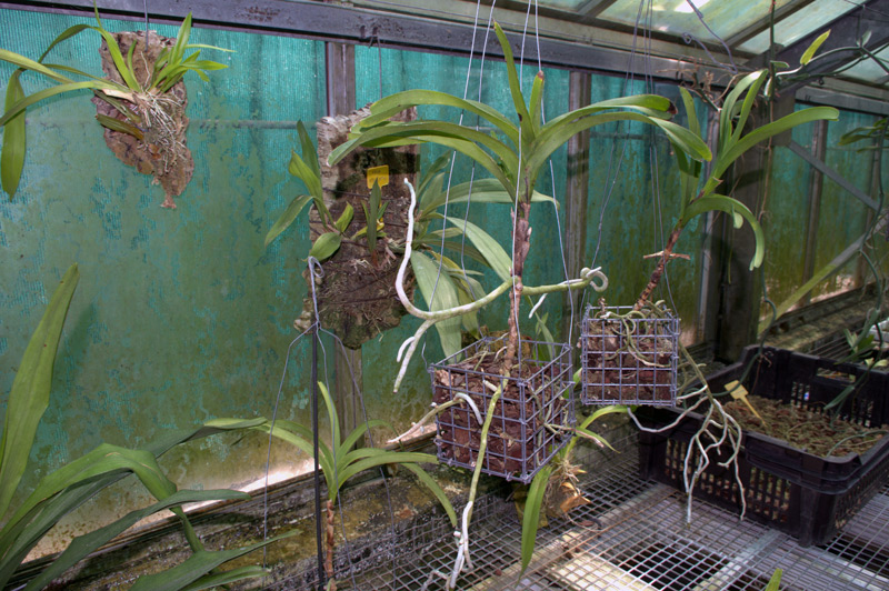 Aerides falcata 'Leoniae'