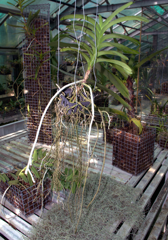 Aerides falcata 'Leoniae'