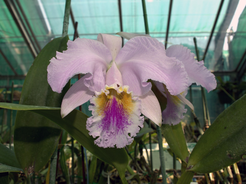 Cattleya 'Sangre de Toro'