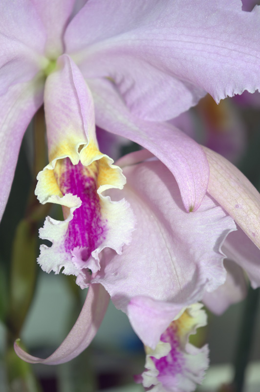 Cattleya mossiae