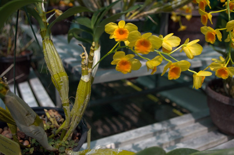 Dendrobium chrysotoxum