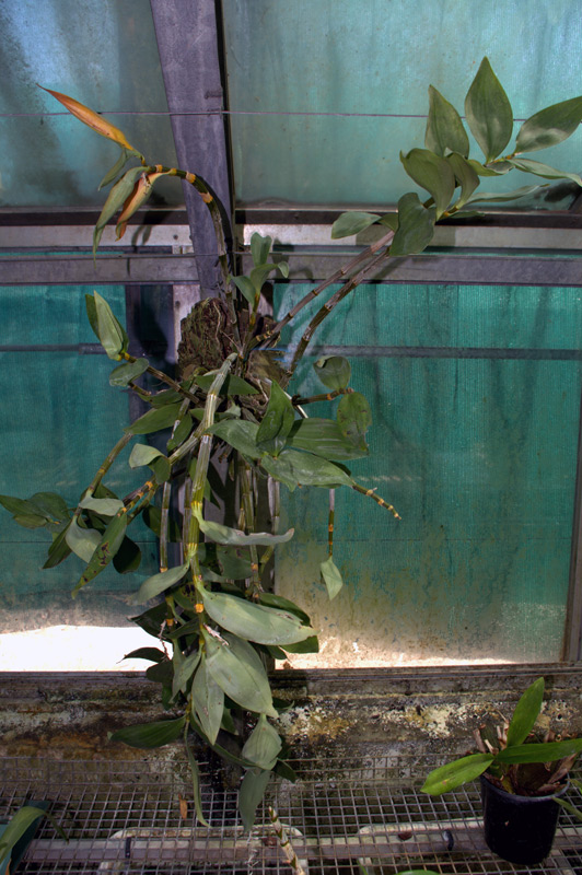 Dendrobium thyrsiflorum