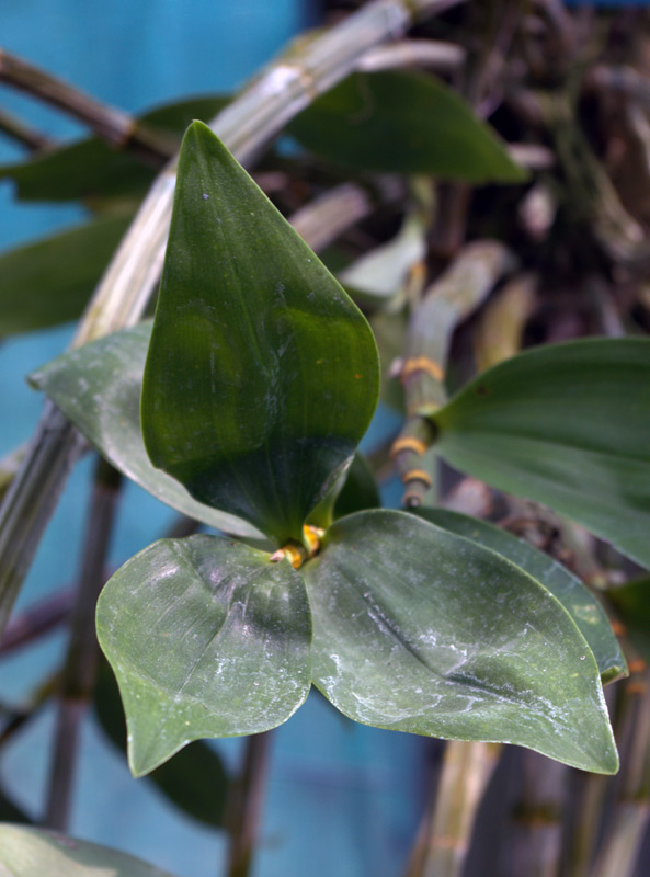 Dendrobium thyrsiflorum