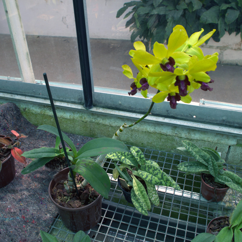 Dendrobium 'Anna Green'