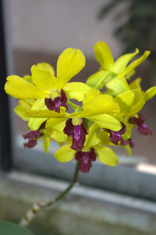 Dendrobium 'Anna Green'