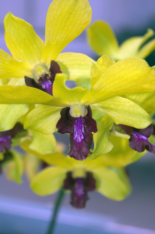 Dendrobium 'Anna Green'