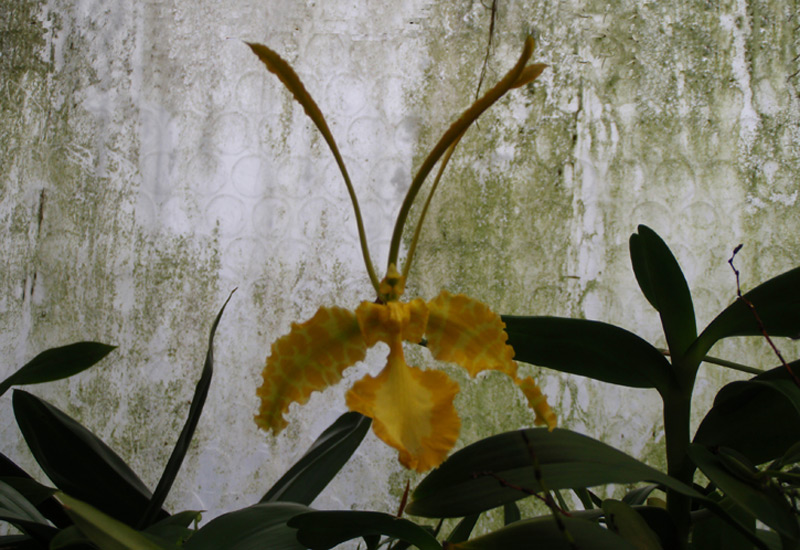 Orchidée papillon 'Butterfly'