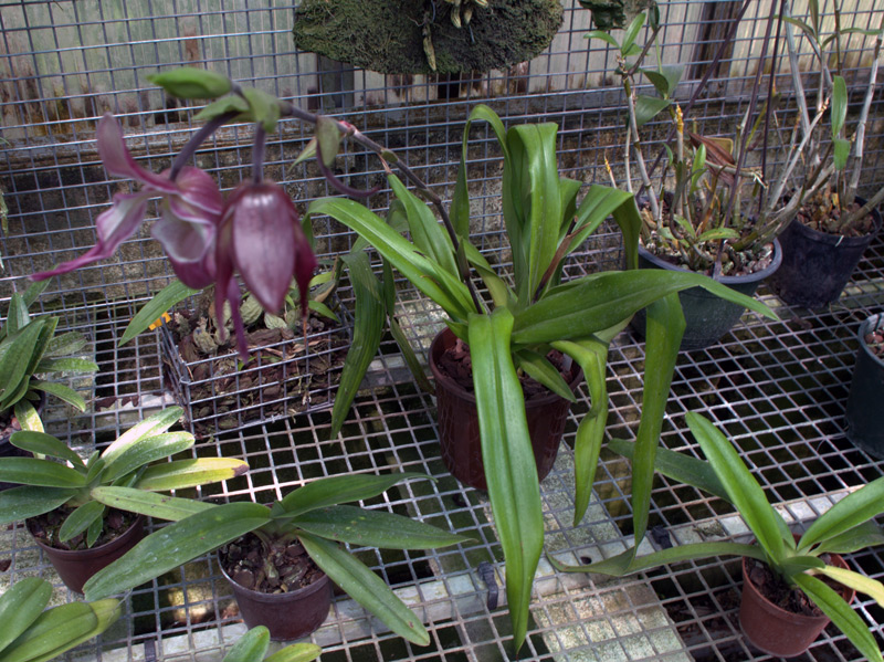 Phragmipedium Sedenii