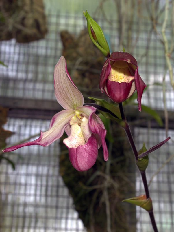 Phragmipedium Sedenii
