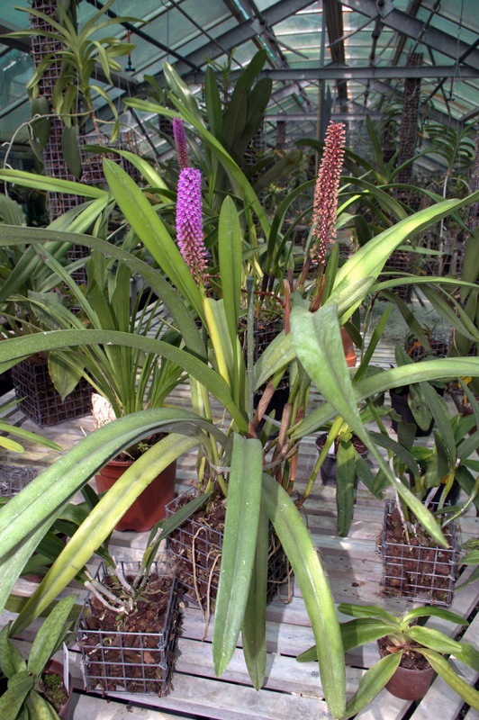 Arpophyllum giganteum