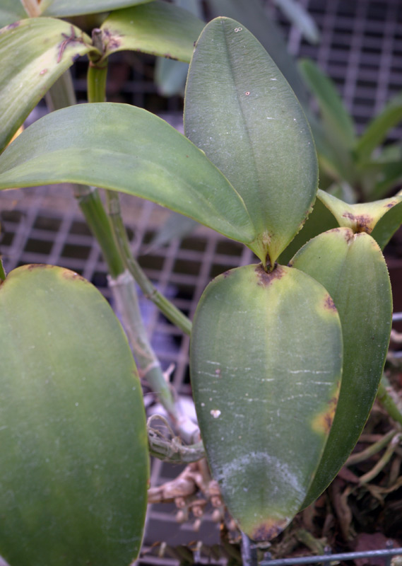 Cattleya intermedia var orlata
