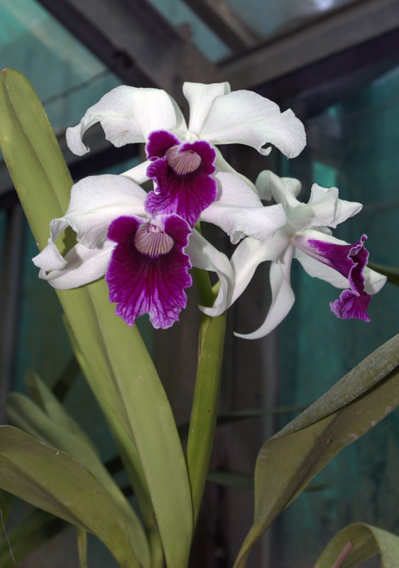 Laelia purpurata var coerulea