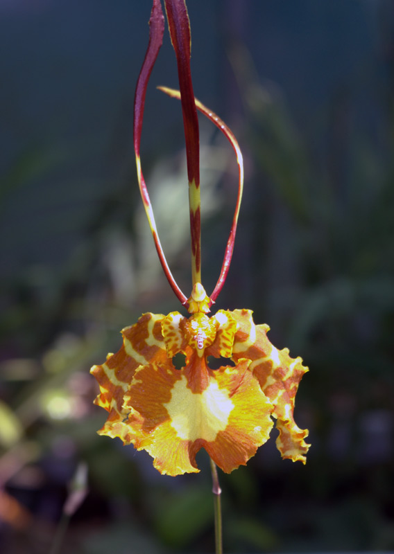 Orchidée papillon