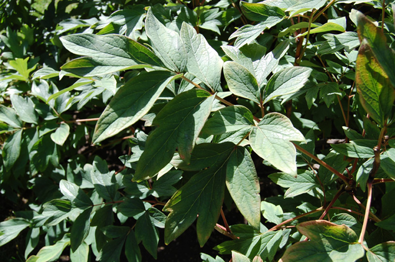 Pivoine 'Shin Kamata'