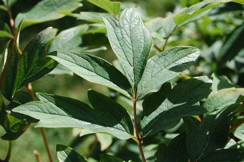 Pivoine 'Shin Kamata'