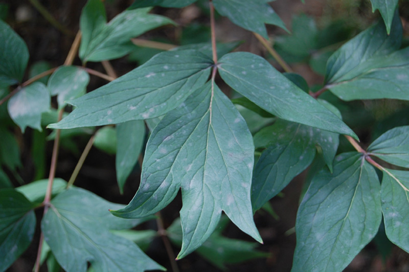 Pivoine 'Shima Nishiki'