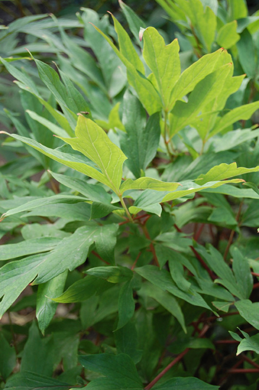 Pivoine 'Shin Koku Shoku'