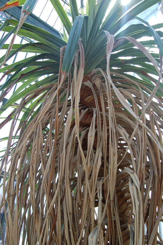 Pandanus tectorius